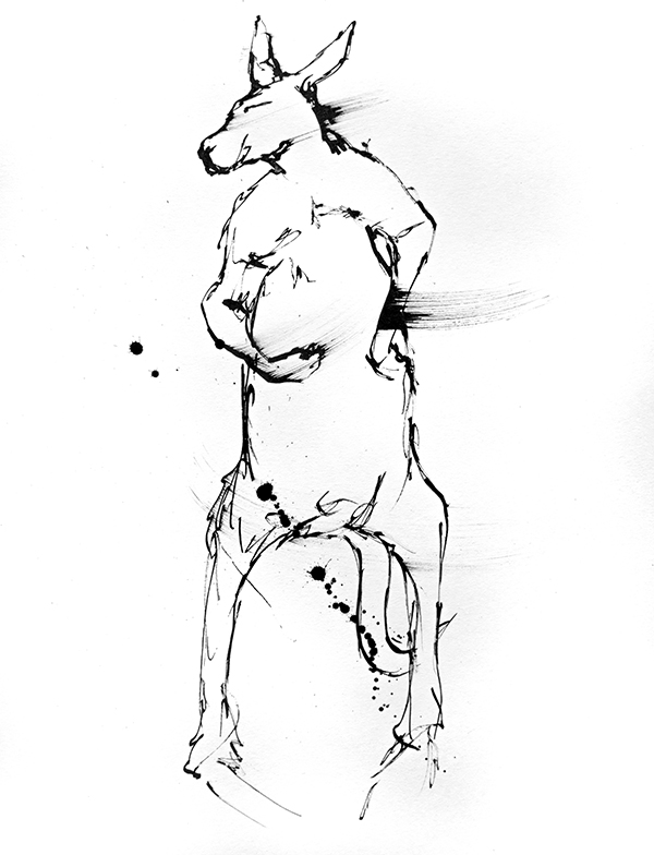 ink drawing of an Australian kangaroo